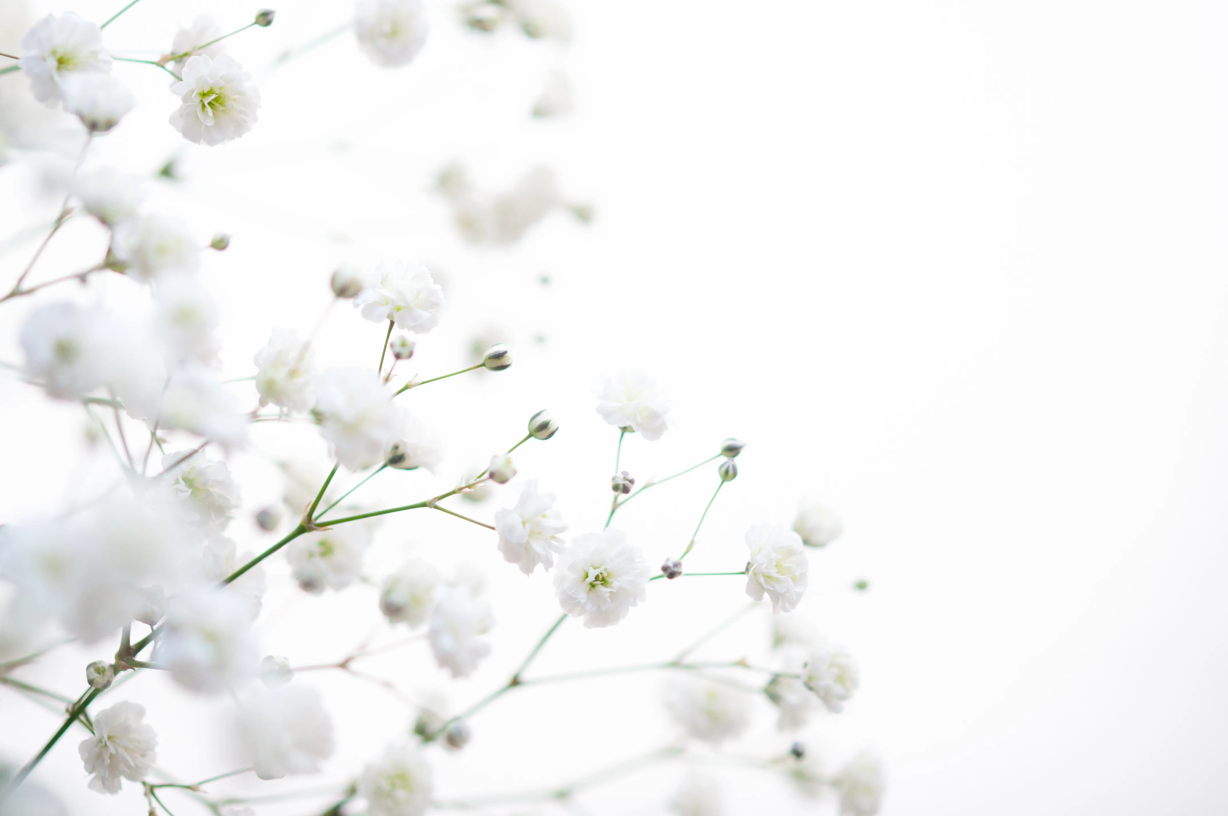 Baby's breath flowers